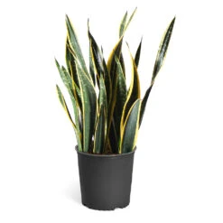 Snake Plant -RootedLife Shop Snake Plant standard pot