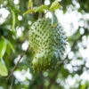 Soursop 'Guanabana' Tree