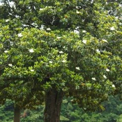 Southern Magnolia Tree -RootedLife Shop Southern Magnolia 5