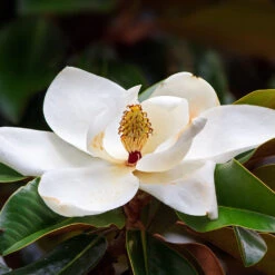 Southern Magnolia Tree -RootedLife Shop Southern Magnolia 7 BB