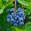 Spartan Blueberry Bush -RootedLife Shop Spartan Blueberry BB 600x600 894dd60d a0fc 4d99 a22e 0d546377e810