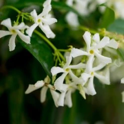 Star Jasmine Vine -RootedLife Shop Star Jasmine 3