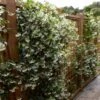 Star Jasmine Vine -RootedLife Shop Star Jasmine BB 600x600 e3125a84 ef12 4b53 add0 6919f679d03e