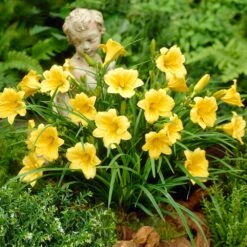 Front Page -RootedLife Shop Stella De Oro Daylily 5 BB