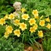 Stella D'Oro Daylily 2 Stella D'Oro Daylily -RootedLife Shop Stella De Oro Daylily BB 600x600 5be07d97 aea6 4a27 905d 3f1d40cb297c