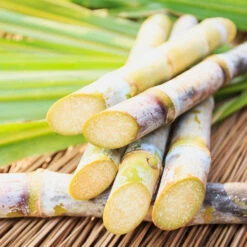Sugar Cane Plant -RootedLife Shop Sugar Cane 2 BB