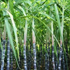 Sugar Cane Plant -RootedLife Shop Sugar Cane 6 BB