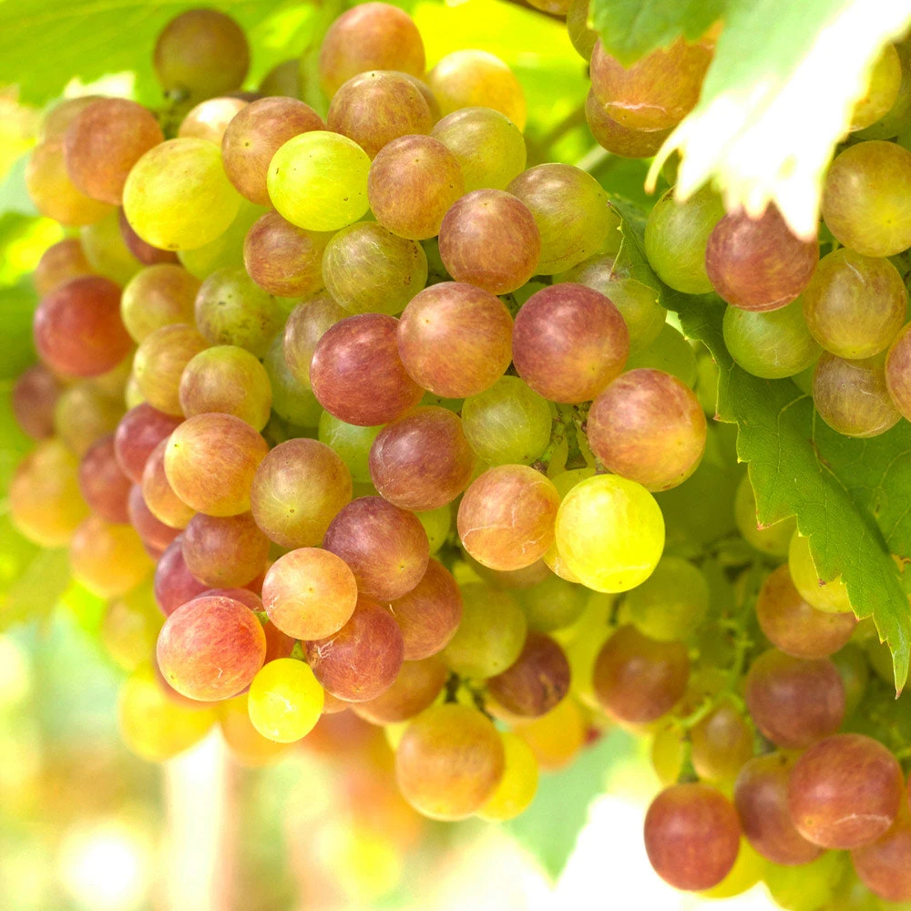 Summit Grape Vine 4 Summit Grape Vine - Image 2