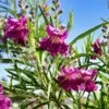 Sweet Bubba Seedless Desert Willow -RootedLife Shop Sweet Bubba Jone Desert Willow 600x600 7a9e32d4 28ab 4a61 ae54 63f1c46f2dd1