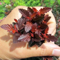 Sweet Cherry Tea Ninebark Shrub -RootedLife Shop Sweet Cherry Ninebark BB 4