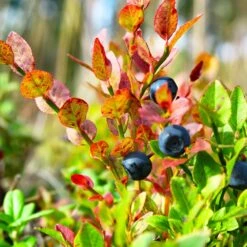 Sweetheart Blueberry Bush 12 Sweetheart Blueberry Bush -RootedLife Shop Sweetheart BLueberry 7