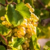 Tara Scuppernong Grape Vine -RootedLife Shop Tara muscadine Grapes BB 600x600 d8728904 4bad 4c3f a8c8 3b3e0d18b863