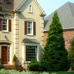 Thuja Green Giant Tree -RootedLife Shop Thuja Green Giant Tree 4 BB