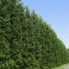Thuja Green Giant Tree -RootedLife Shop Thuja Green Giant Tree BB 600x600 33b35905 5595 4f3f b409 78a208c28571