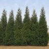 Junior Giant Thuja Tree -RootedLife Shop Thuja Junior Giant BB 600x600 4c8eaa9d c4eb 48c8 a308 3049941f0fac