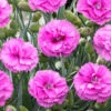 Scent First® Tickled Pink Dianthus -RootedLife Shop Tickled Pink Dinathus BB 600x600 15d4f3b9 75d3 4b22 9268 c9b5e6ca4a52