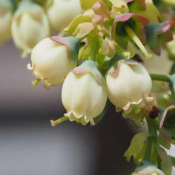 Top Hat Blueberry Bush 12 Top Hat Blueberry Bush -RootedLife Shop TopHat BLueberry 3