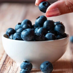 Top Hat Blueberry Bush 10 Top Hat Blueberry Bush -RootedLife Shop TopHat BLueberry 5 BB