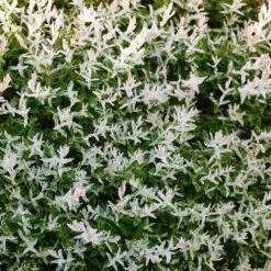 Tri-Color Willow Shrub -RootedLife Shop Tri color Willow 3 BB