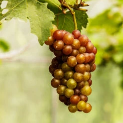 Triumph Grape Vine -RootedLife Shop Triumph Muscadine 1