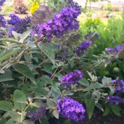 True Blue Butterfly Bush (Tree Form) -RootedLife Shop True Blue Butterfly 1