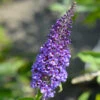 True Blue Butterfly Bush (Tree Form) -RootedLife Shop True Blue Butterfly BB 600x600 7365190a 48e3 4b67 abb2 f10cc6165d33