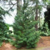 Japanese Umbrella Pine Tree -RootedLife Shop Umbrella Pine BB 600x600 1