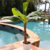 Veranda Banana Tree -RootedLife Shop Veranda Banana BB 600x600 367f81c2 4722 4f11 9351 de2e652782bb