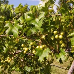 Wine Lover's Kit 10 Wine Lover's Kit -RootedLife Shop WIne Lovers Kit 2