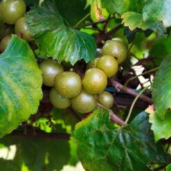 Wine Lover's Kit 11 Wine Lover's Kit -RootedLife Shop WIne Lovers Kit 3