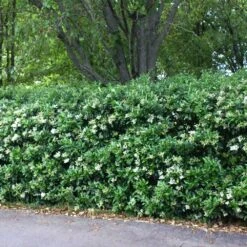 Waxleaf Privet Hedge -RootedLife Shop Wax Leaf Privet 2 BB
