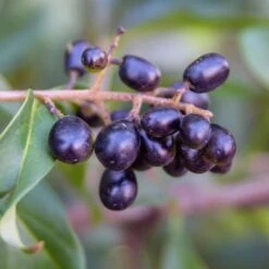 Waxleaf Privet Hedge -RootedLife Shop Wax Leaf Privet 5 BB