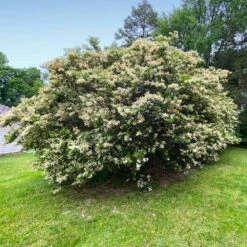 Waxleaf Privet Hedge -RootedLife Shop Wax Leaf Privet 6 BB