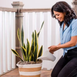 Air-Purifying House Plant Kit 16 Air-Purifying House Plant Kit -RootedLife Shop Whie Watering Can 2 d72dfd09 8e02 4f68 aa63 3cf85e0b5834