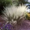 White Cloud Muhly Grass -RootedLife Shop White Cloud Muhly Grass BB 600x600 520192ed b0aa 4b85 8fa6 aef07000fab1