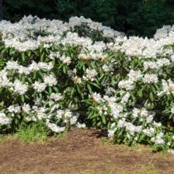 Best Seller -RootedLife Shop White Rhododendron 1 BB