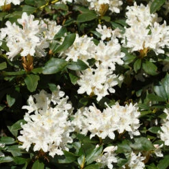 White Rhododendron Shrub -RootedLife Shop White Rhododendron 2 FGT
