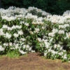 White Rhododendron Shrub 2 White Rhododendron Shrub -RootedLife Shop White Rhododendron BB 600x600 3c123a0c dc82 4cc3 ab5f fc921bdbcdee