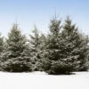 White Spruce Tree -RootedLife Shop White Spruce Tree 600x600 f1197077 9142 4a0b ac8d f73c3407f36a