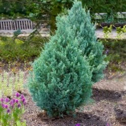 Wichita Blue Juniper Tree -RootedLife Shop Wichita Blue Juniper 4