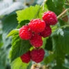 Willamette Red Raspberry Bush -RootedLife Shop Wiliamette Raspberry BB 600x600 4c8a8898 624c 4962 9944 f862cb7ccdcb