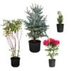 Cold-Hardy Winter Interest Kit 2 Cold-Hardy Winter Interest Kit -RootedLife Shop Winter Evergreens 600x600 57cc4440 870f 453d 9ab3 737696cac56c