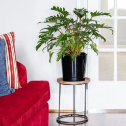 Xanadu Philodendron (Winterbourn) Plant 12 Xanadu Philodendron (Winterbourn) Plant -RootedLife Shop Xanadu Winterbourn10