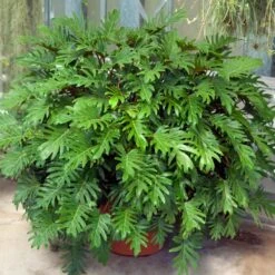 Xanadu Philodendron (Winterbourn) Plant 13 Xanadu Philodendron (Winterbourn) Plant -RootedLife Shop Xanadu Winterbourn2