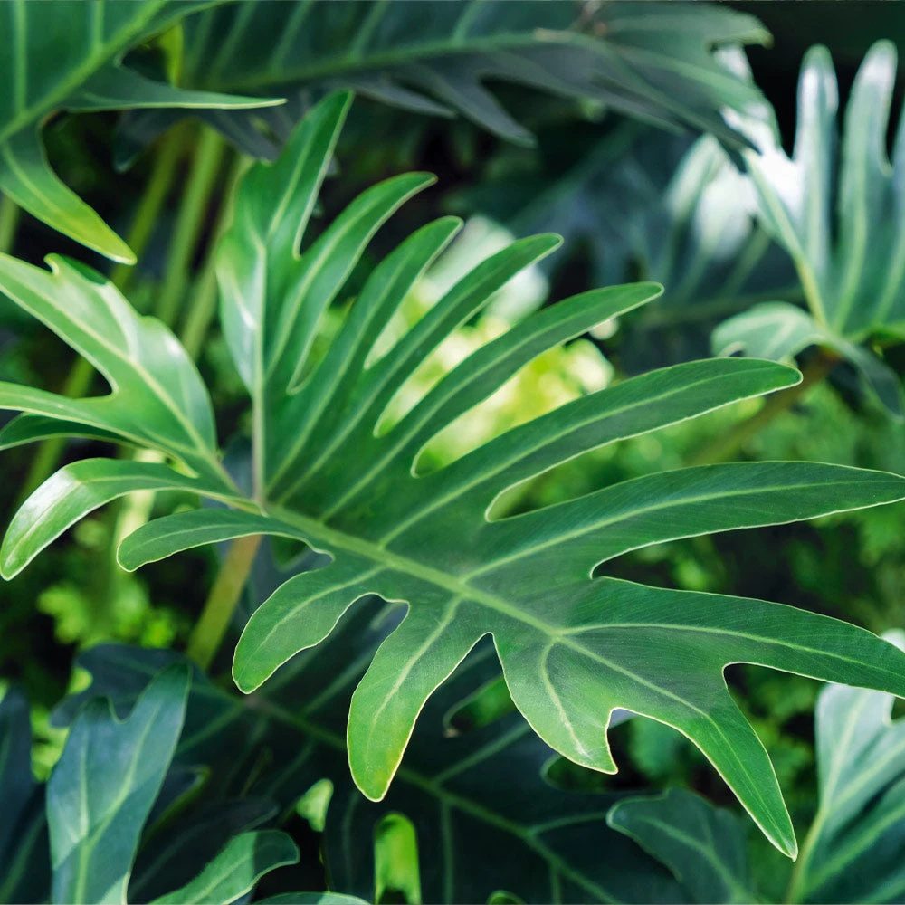 Xanadu Philodendron (Winterbourn) Plant 7 Xanadu Philodendron (Winterbourn) Plant - Image 5