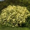 Yellow Rhododendron Shrub 2 Yellow Rhododendron Shrub -RootedLife Shop Yellow Rhododendron BB 600x600 e8119591 8323 4fc9 8292 02de3bcbd286