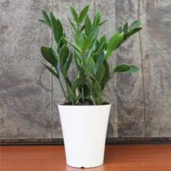 ZZ Plant 11 ZZ Plant -RootedLife Shop ZZplant 2