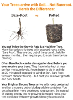 Azurri Blue Satin® Rose Of Sharon Althea Tree -RootedLife Shop bareroot vs potted 2018 mz 400 16