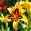 Blackeyed Stella Daylily 1 Blackeyed Stella Daylily -RootedLife Shop daylily 220