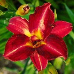 Pardon Me Daylily 9 Pardon Me Daylily -RootedLife Shop daylily pardon me 2 400